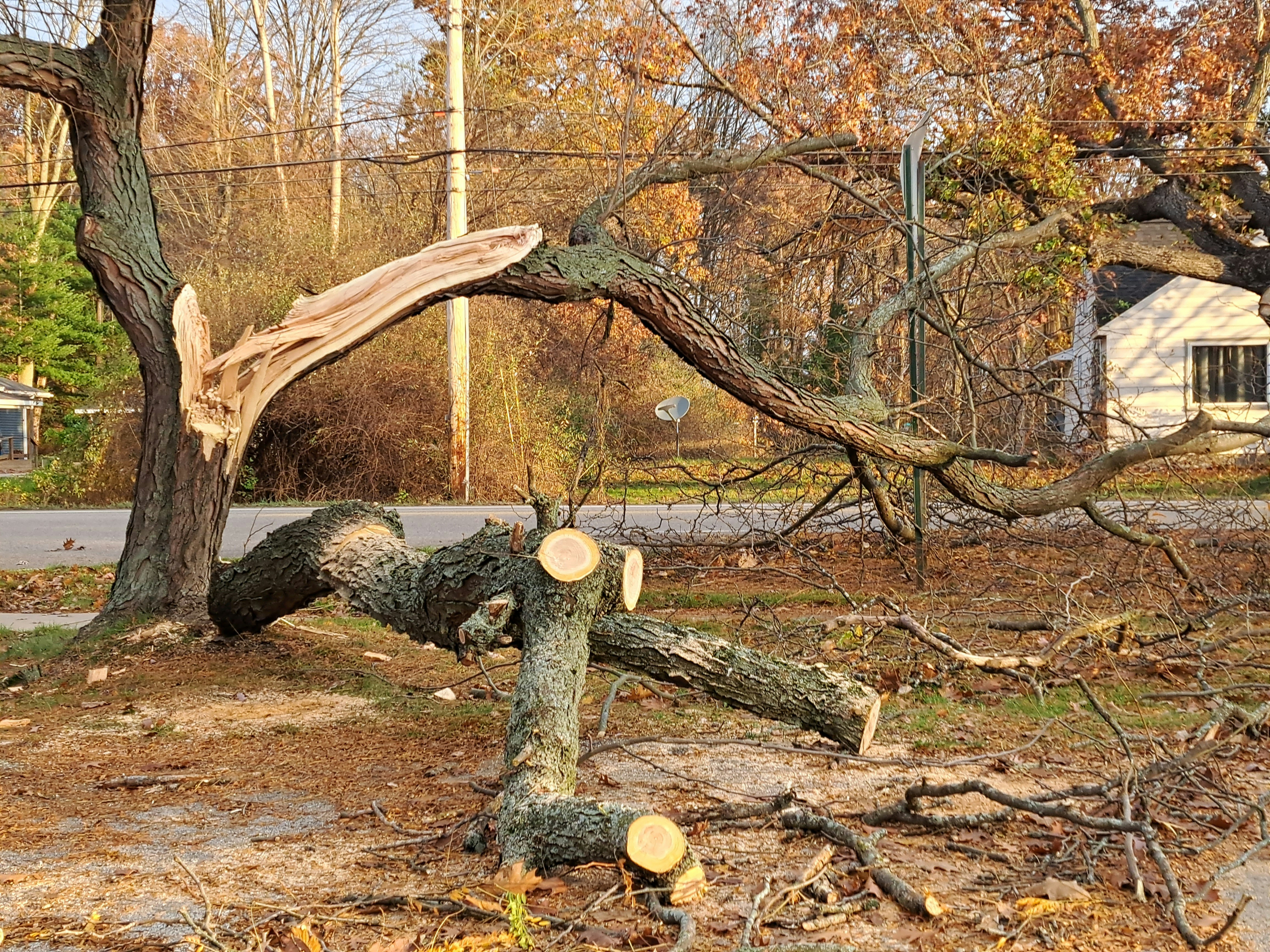 Emergency Tree Removal Services in Covington: When You Need Them Most 2 Emergency Tree Removal Services in Covington: When You Need Them Most